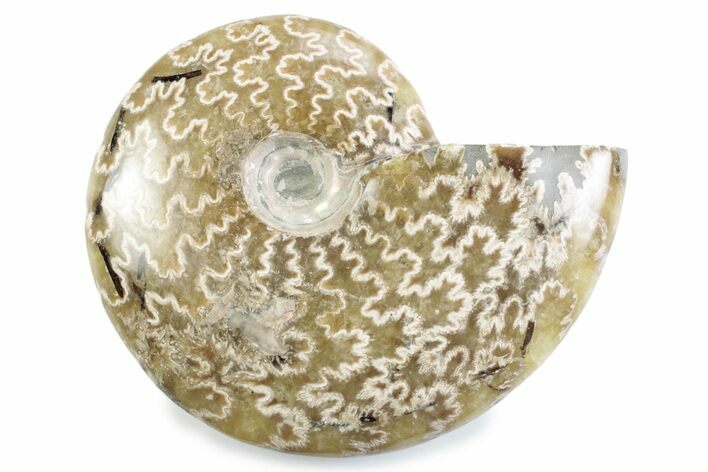 Polished Ammonite (Cleoniceras) Fossil - Madagascar #364961